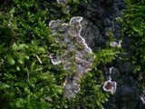 Kretzschmaria deusta image