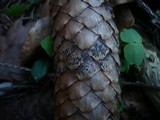 Phragmotrichum chailletii image