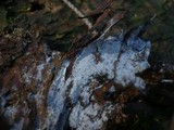 Piloderma byssinum image