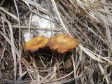 Polyporus brumalis image