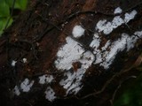 Sistotrema brinkmannii image