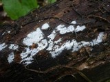 Sistotrema brinkmannii image