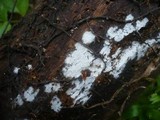 Sistotrema brinkmannii image