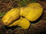Hypomyces luteovirens image