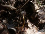 Strobilurus esculentus image