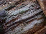 Tubulicrinis borealis image