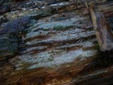 Tubulicrinis borealis image