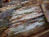 Tubulicrinis borealis image