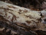 Tubulicrinis subulatus image