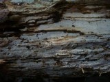 Tubulicrinis subulatus image