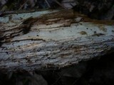 Tubulicrinis subulatus image