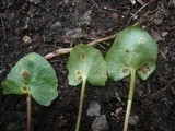Uromyces ficariae image