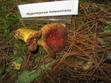 Hypomyces luteovirens image