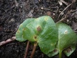 Uromyces ficariae image