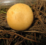 Cystodermella granulosa image