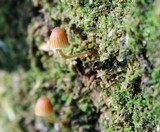 Galerina hypnorum image
