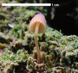 Galerina hypnorum image