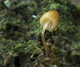 Galerina hypnorum image