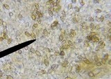 Galerina hypnorum image