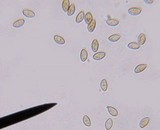Galerina hypnorum image