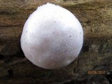 Reticularia lycoperdon image