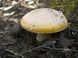 Amanita aprica image