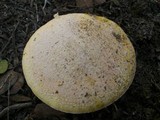 Amanita aprica image