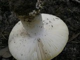 Amanita aprica image