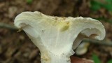 Pleurotus dryinus image