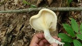 Pleurotus dryinus image