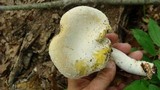 Pleurotus dryinus image