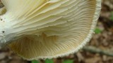 Pleurotus dryinus image