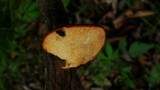 Polyporus alveolaris image