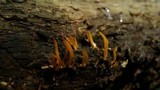 Calocera cornea image
