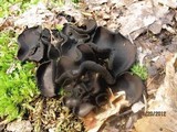 Pseudoplectania nigrella image