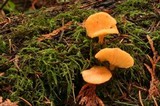 Chrysomphalina aurantiaca image