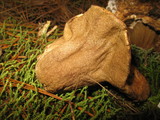 Hypomyces macrosporus image