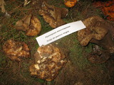 Hypomyces macrosporus image