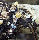 Sphaerobolus stellatus image