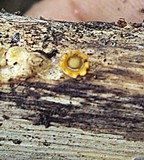 Sphaerobolus stellatus image