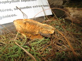 Gloeophyllum sepiarium image