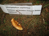 Gloeophyllum sepiarium image