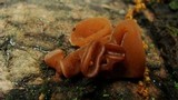 Auricularia angiospermarum image