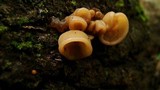 Auricularia angiospermarum image