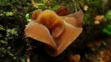 Auricularia angiospermarum image