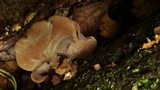 Auricularia angiospermarum image