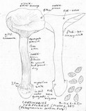 Cortinarius xanthodryophilus image