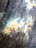 Hydnophlebia chrysorhiza image