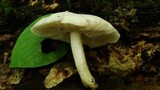 Pluteus petasatus image