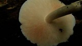 Pluteus petasatus image